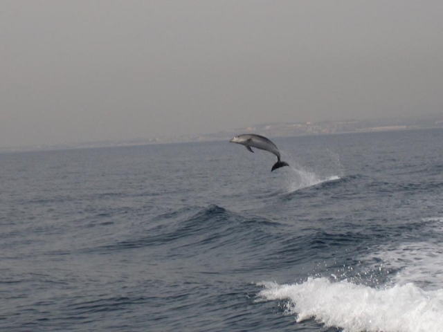  令人惊讶的朋友 